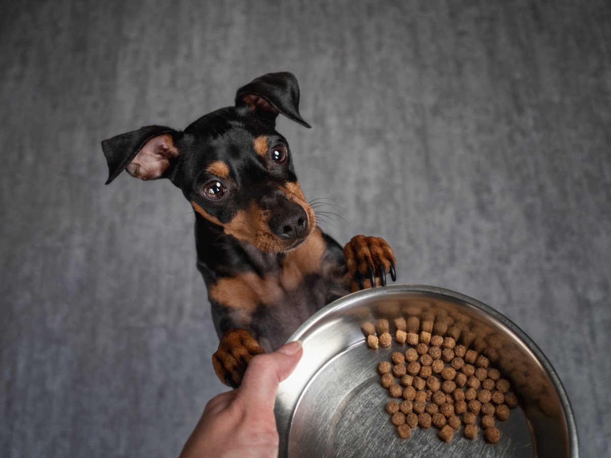 Hund steht vor Hundenapf Bakterien