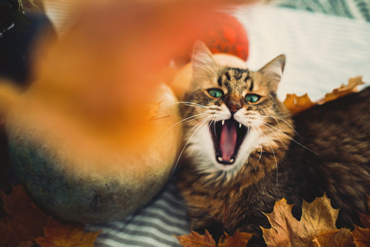 Katzen schlafen im Herbst mehr und sind mÃ¼de