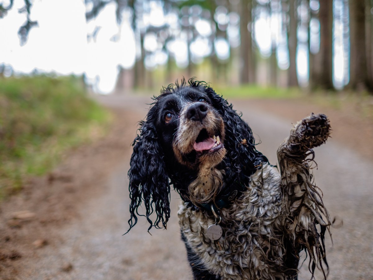 Stink-Alarm: Warum riechen nasse Hunde so komisch?