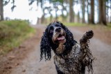 Warum stinken nasse Hunde, nasser Hund im Wald