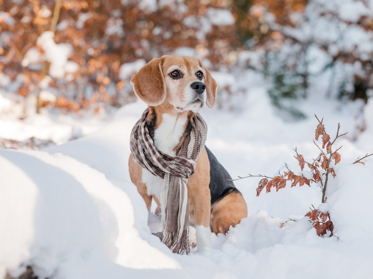 Vorsicht: Dieses Kommando sollte dein Hund nicht machen, wenn es kalt ist