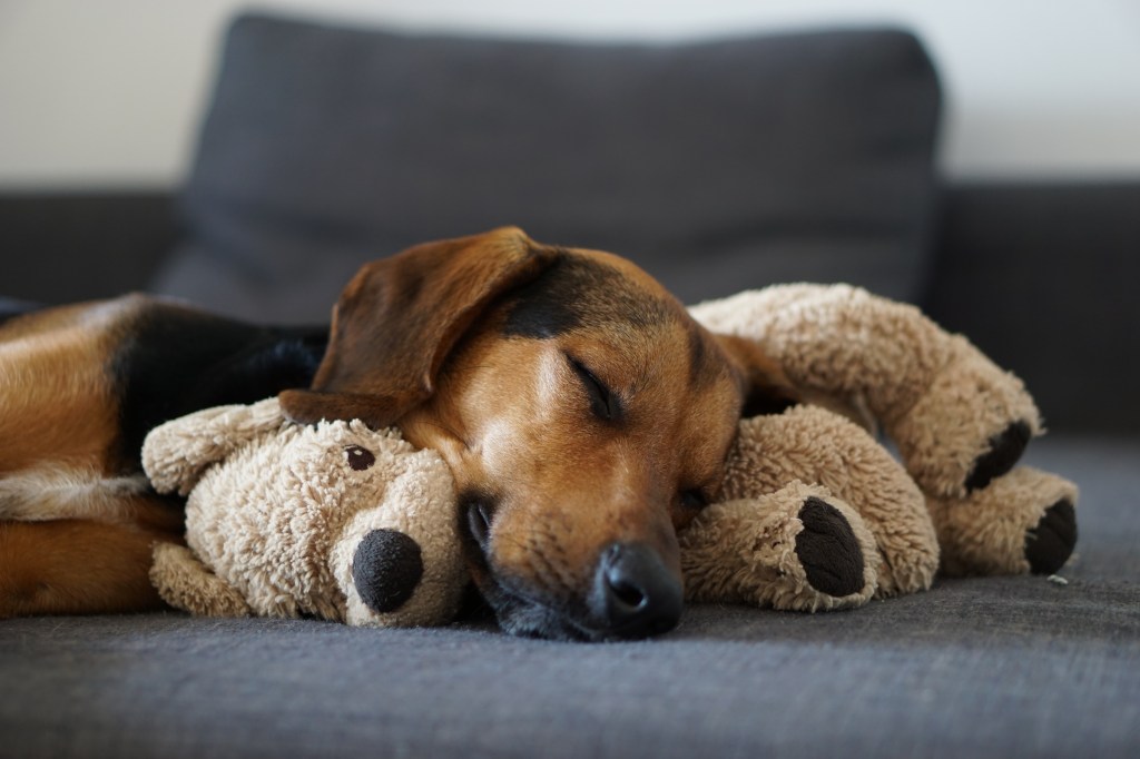 Hund mit Kuscheltier