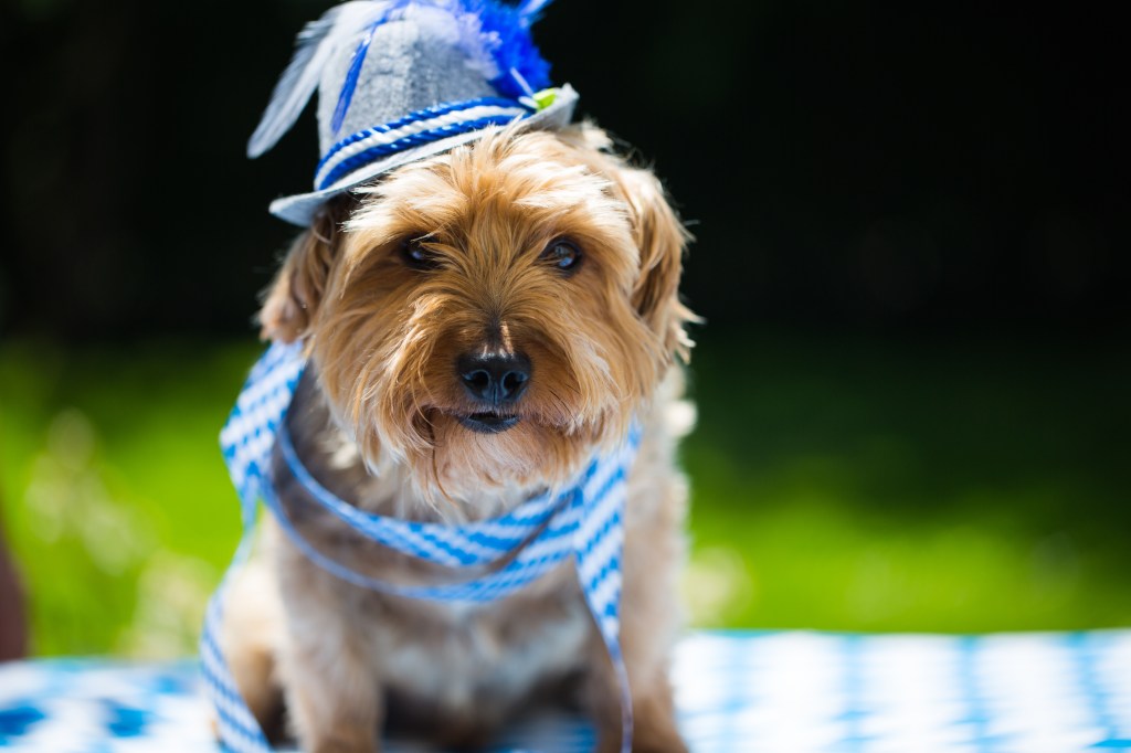 Hund Oktoberfesr