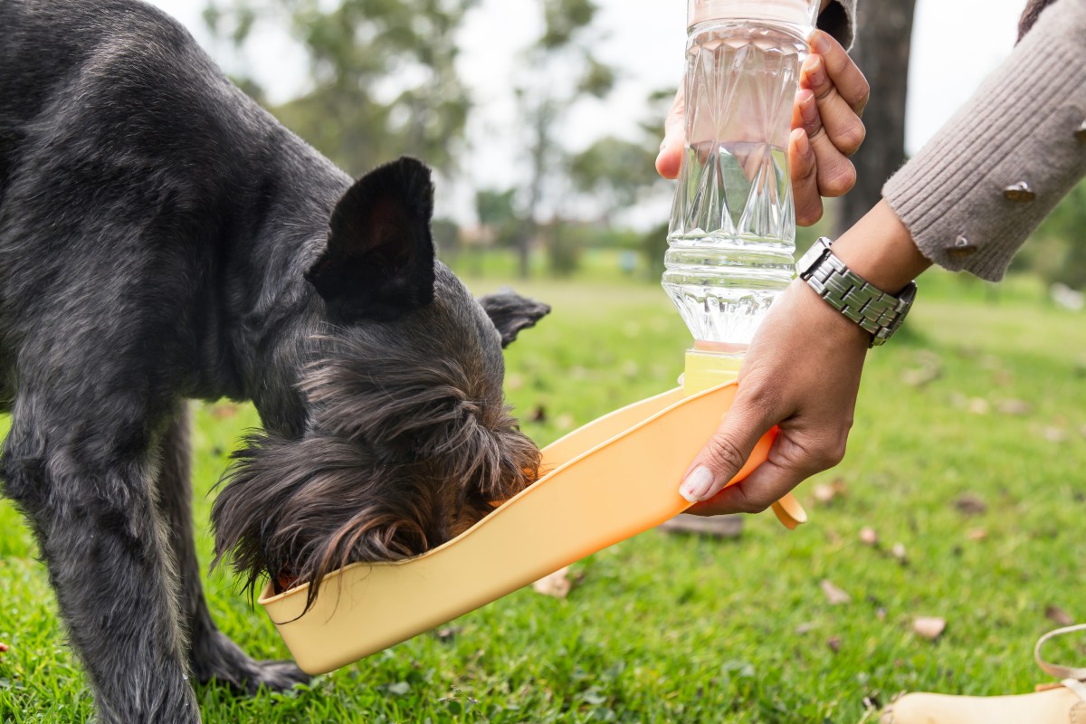 Hund trinkt aus Trinkflasche