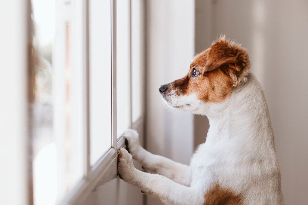 Hund wartet