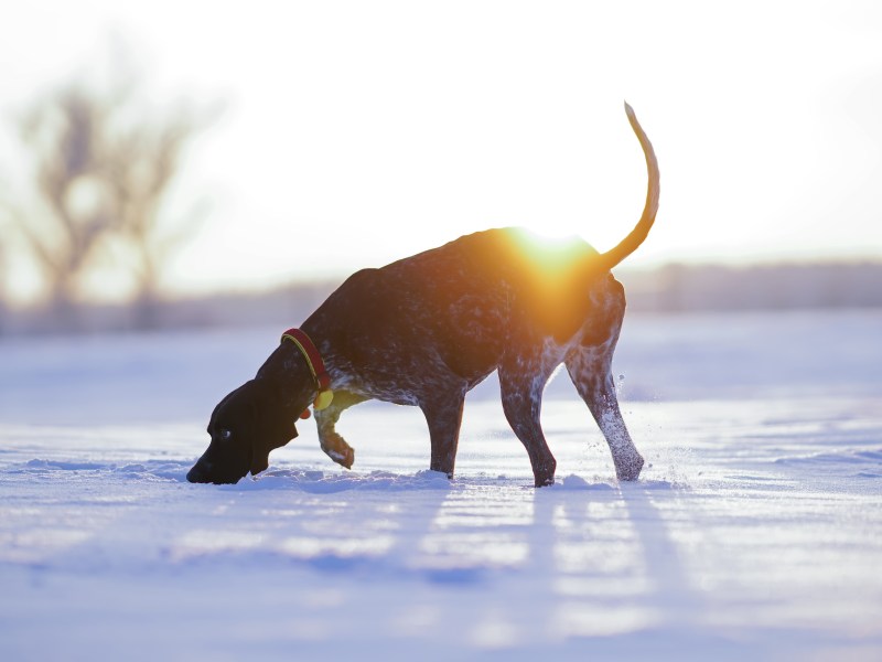 Hund im Winter