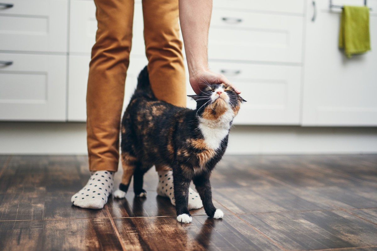 Katze streicht um Beine bei einer Frau in der Küche