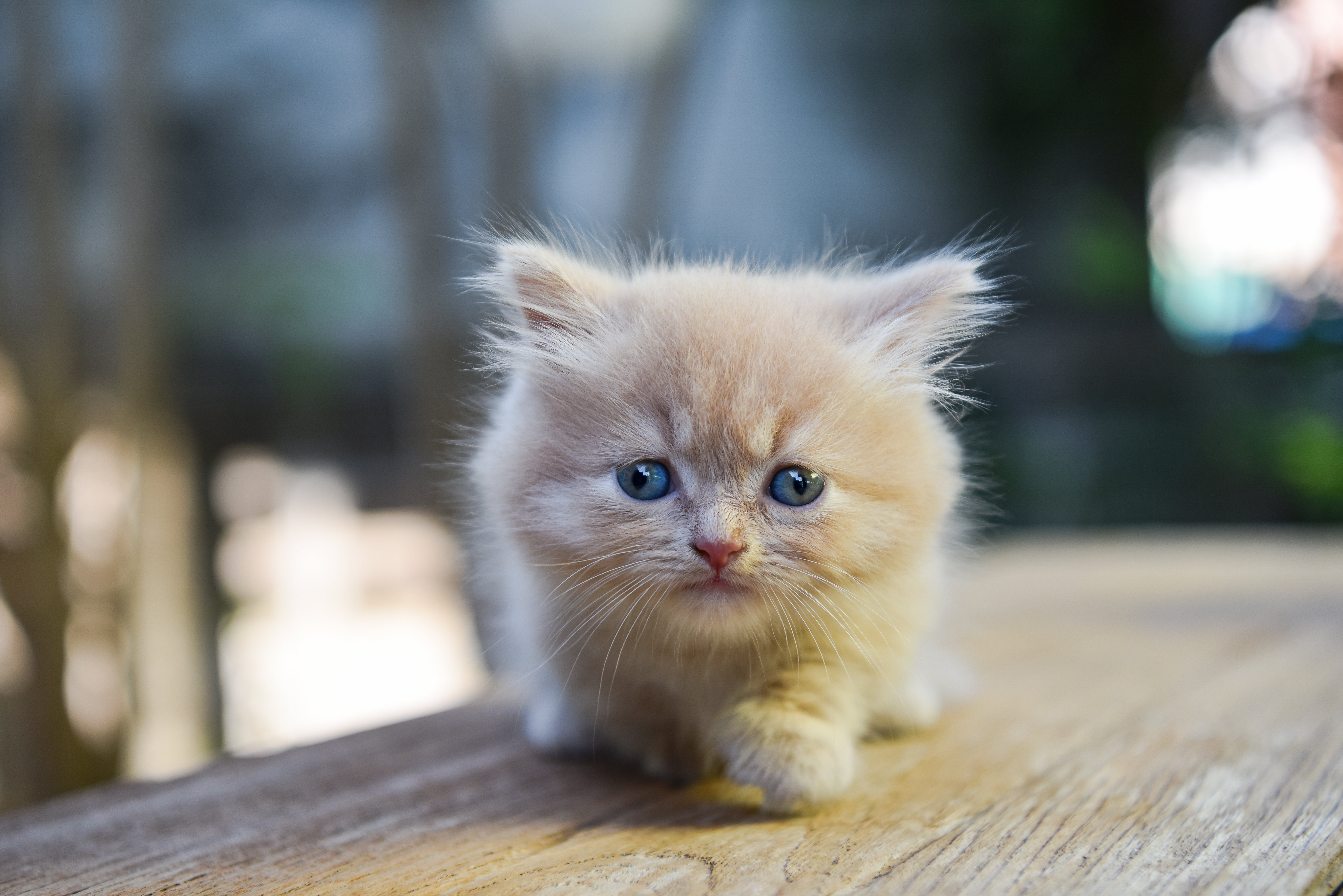 Kleinste Katze der Welt: Rekord bislang ungebrochen - wmn