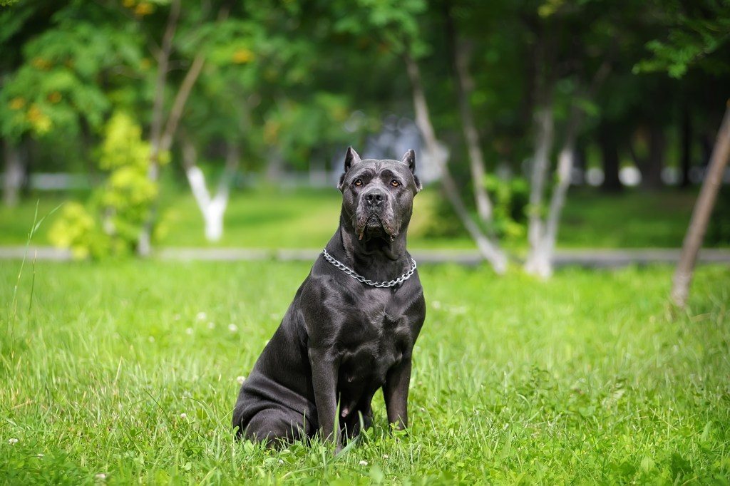 Cane Corso Kampfhund auf einer Wiese