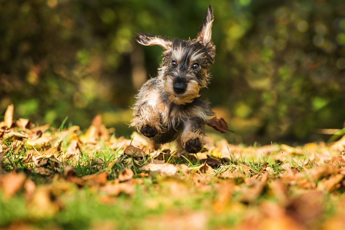 Dackel im Herbst