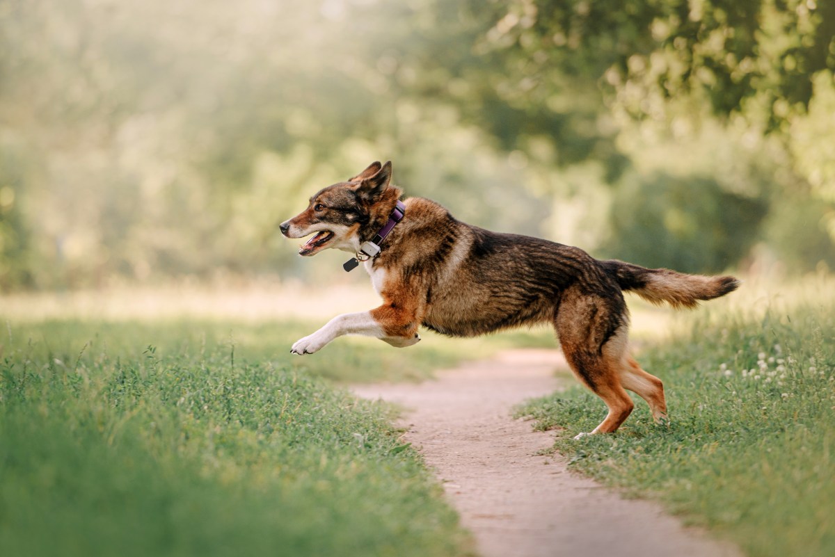 GPS Tracker am Hund