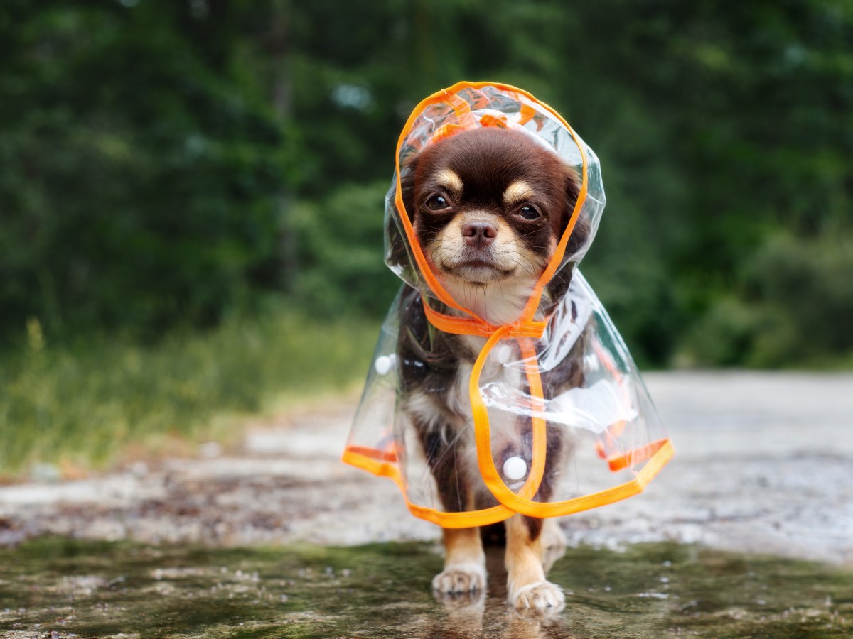 Hund will nicht Gassi gehen: So geht er bei Regen & KÃ¤lte trotzdem raus