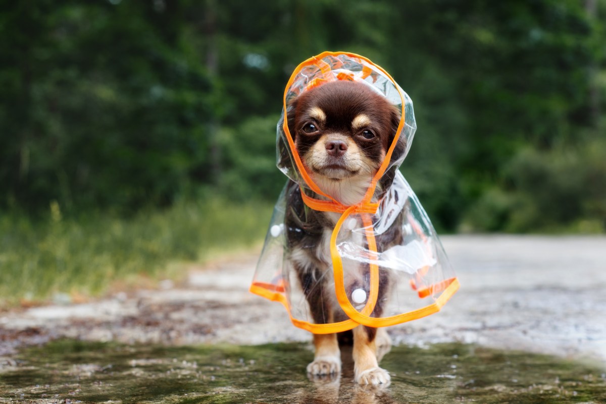 Hund mit Regenmantel