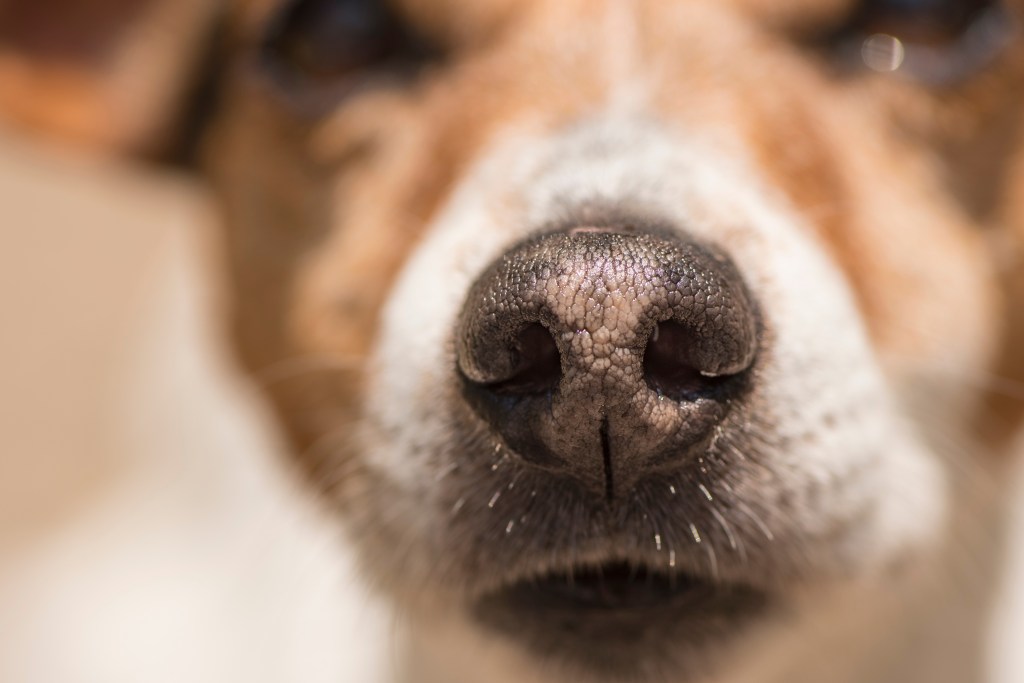 Hund mit hellen Flecken auf der Nase
