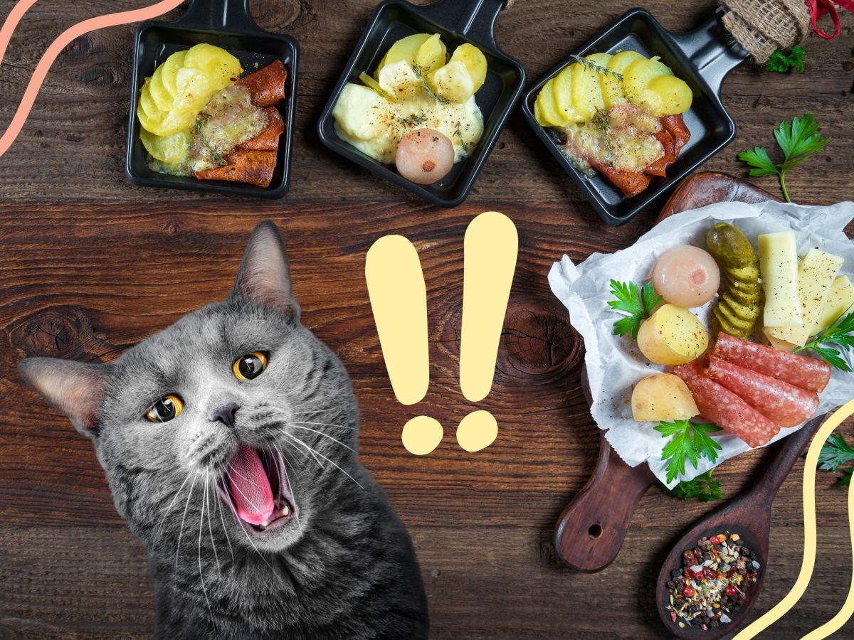 Ist Raclette fÃ¼r Katzen gefÃ¤hrlich?