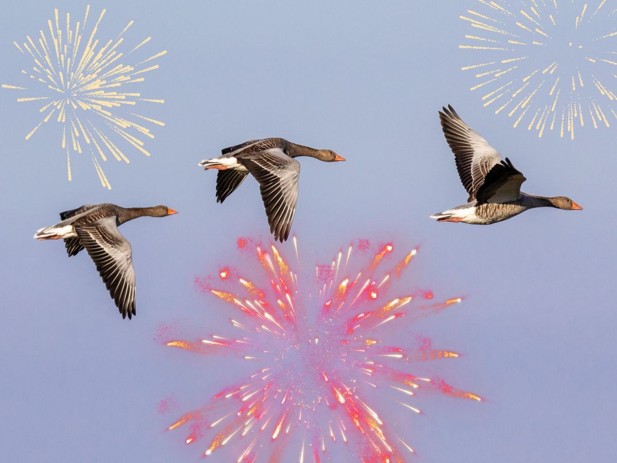 Silvester Feuerwerk VÃ¶gel WildgÃ¤nse fliegen weg