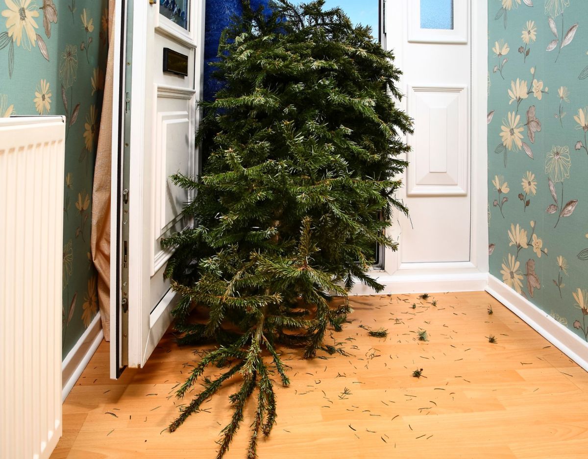 Weihnachtsbaum entsorgen