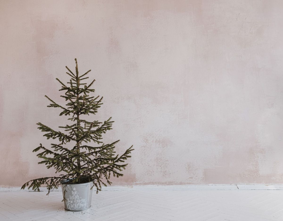 Weihnachtsbaum im Topf