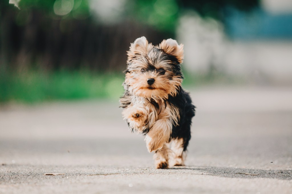 Mini Yorkshire Terrier