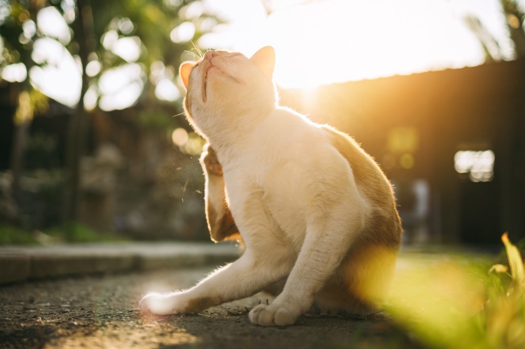 Flöhe bei Katzen führen zu Juckreiz