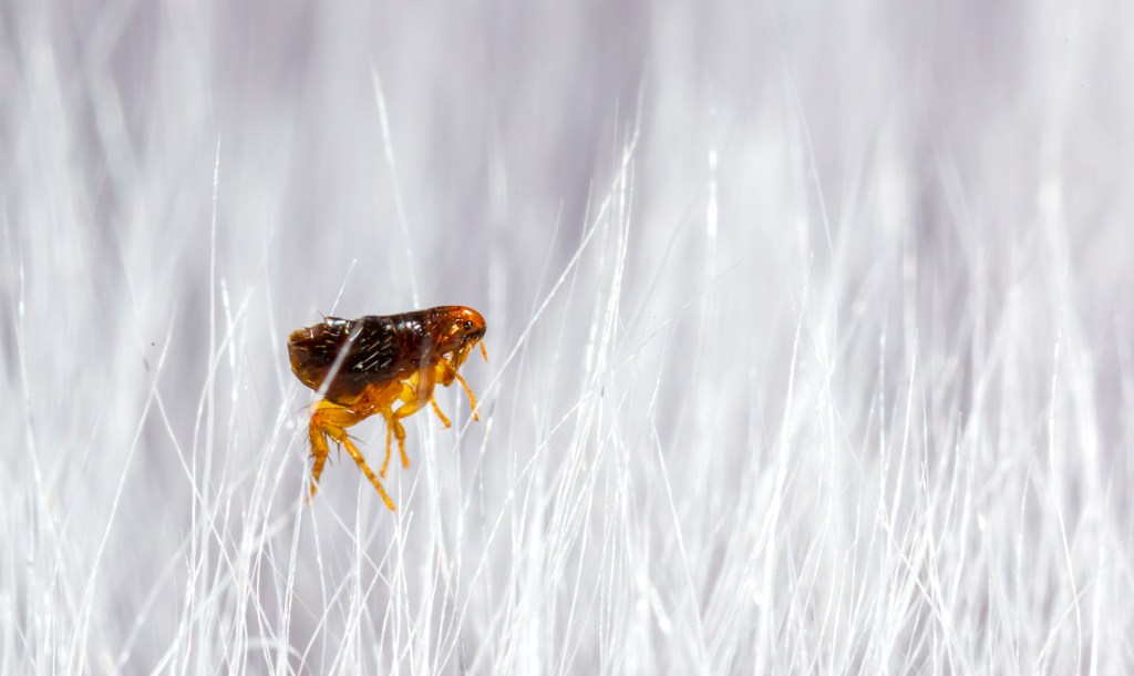 Ein Floh im Tierfell