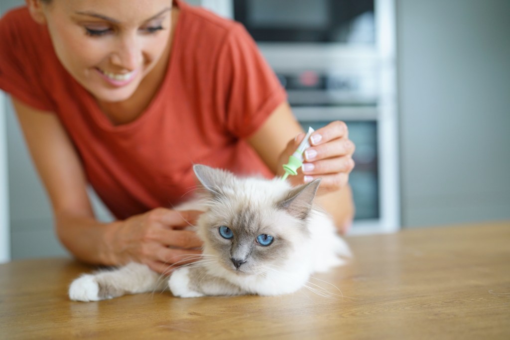 Spot on Präparat gegen Flöhe bei Katzen