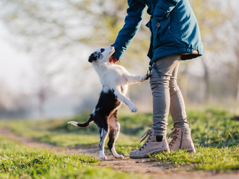 Hund springt Frau an