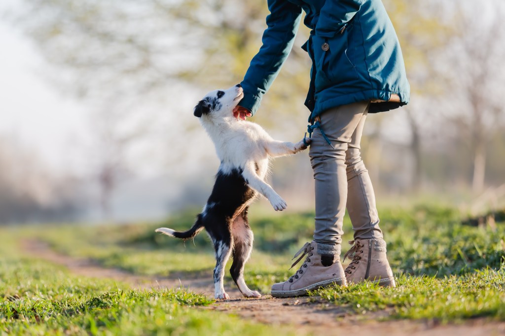 Hund springt Frau an