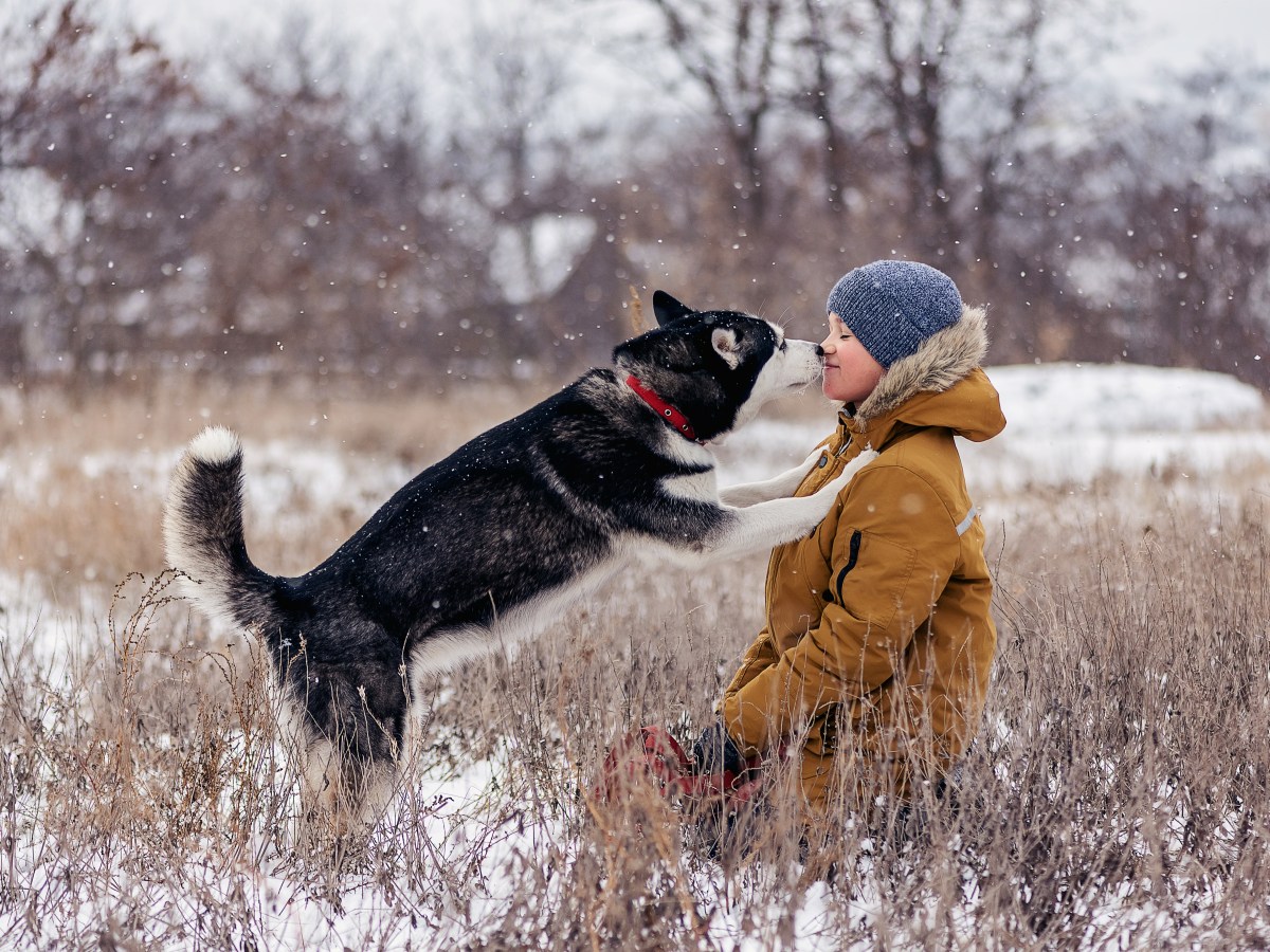 Husky