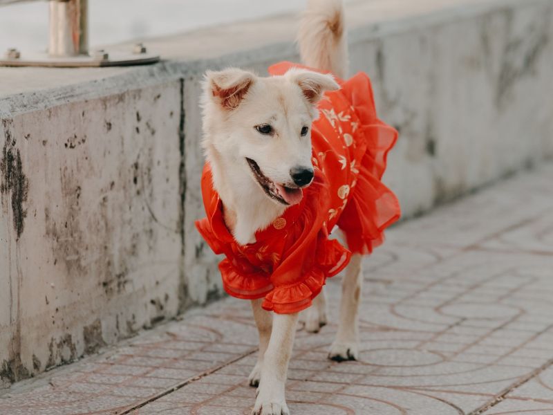 Hund beim Karneval