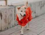 Hund beim Karneval