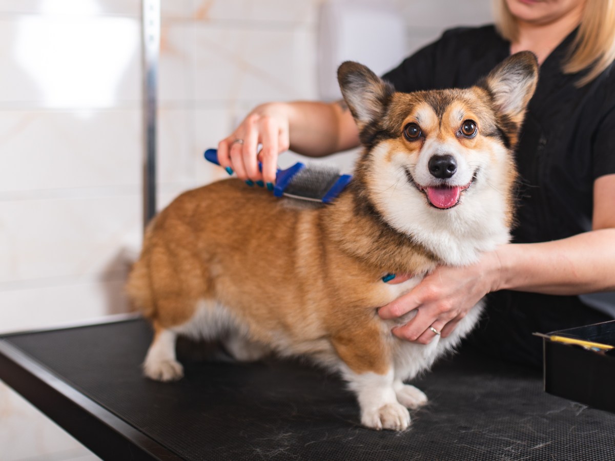 Albern oder sinnvoll: Müssen Hunde zum Friseur?