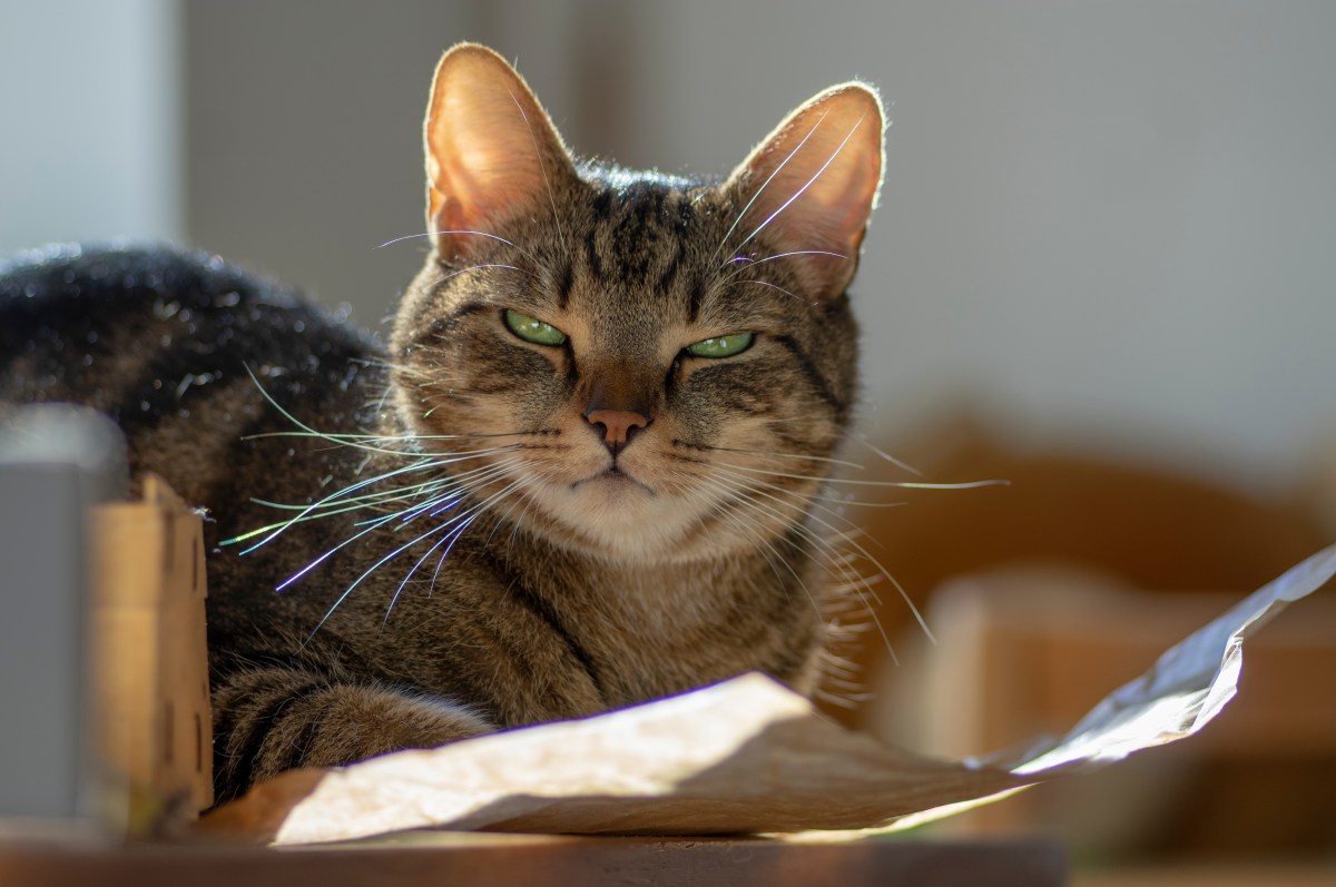 Katze liegt auf einem Blatt Papier