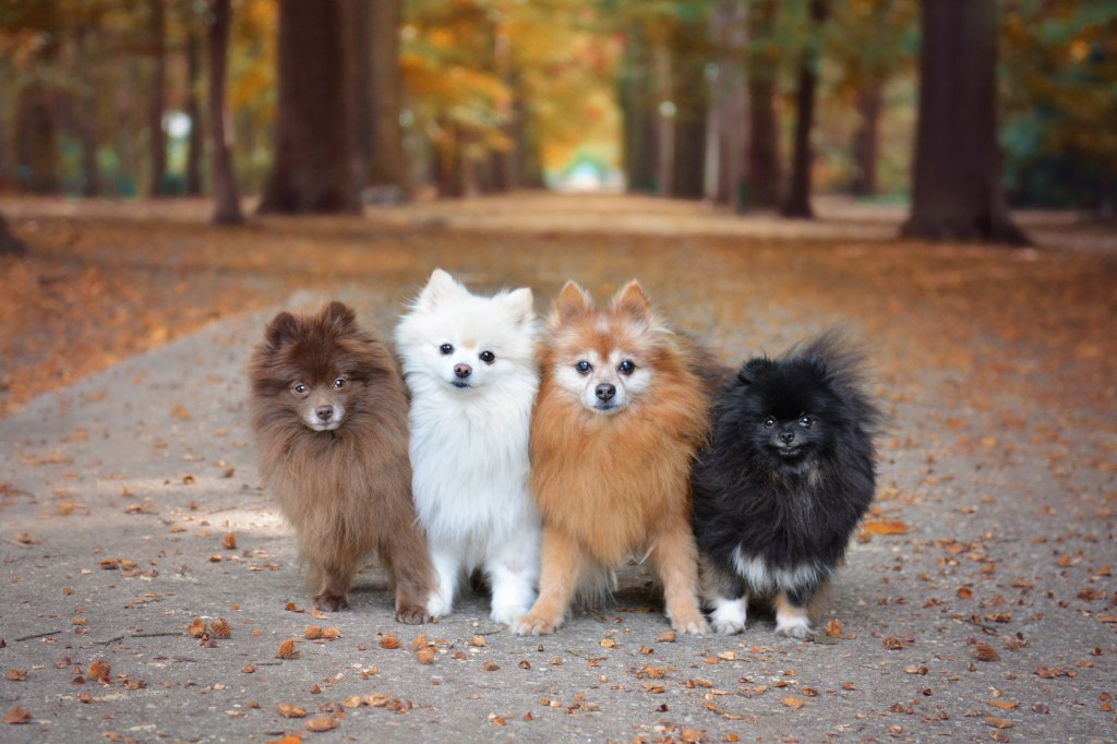 Pomeranian