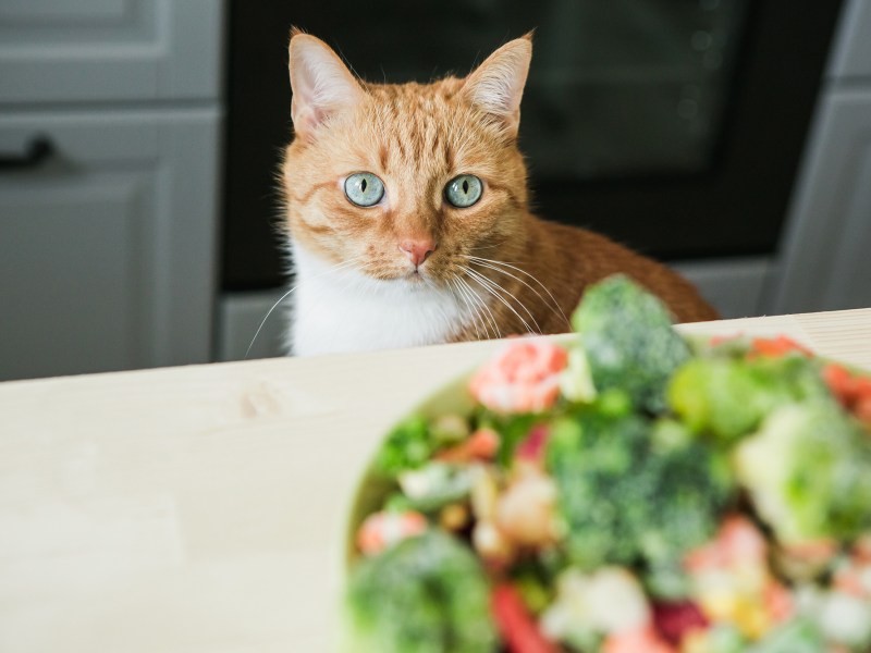 Veganes Katzenfutter steht auf dem Tisch mit Katze