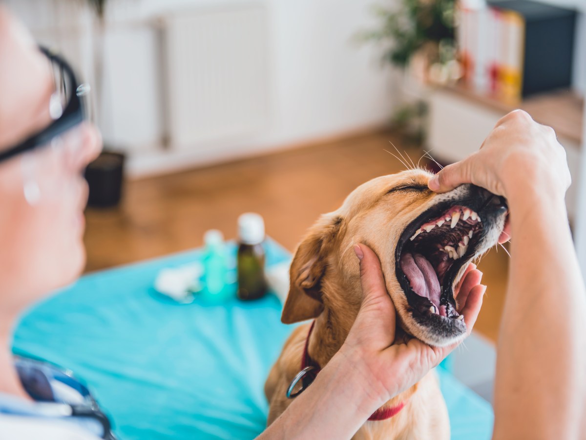 So gefährlich kann es werden, wenn dein Hund Zahnschmerzen hat