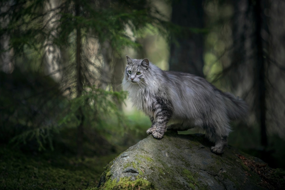 Katze beerdigen im Wald Norwegische Waldkatze