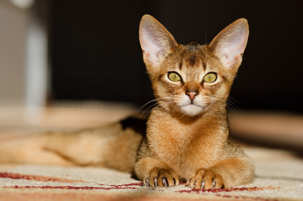 Abessinier Katze liegt in der Sonne