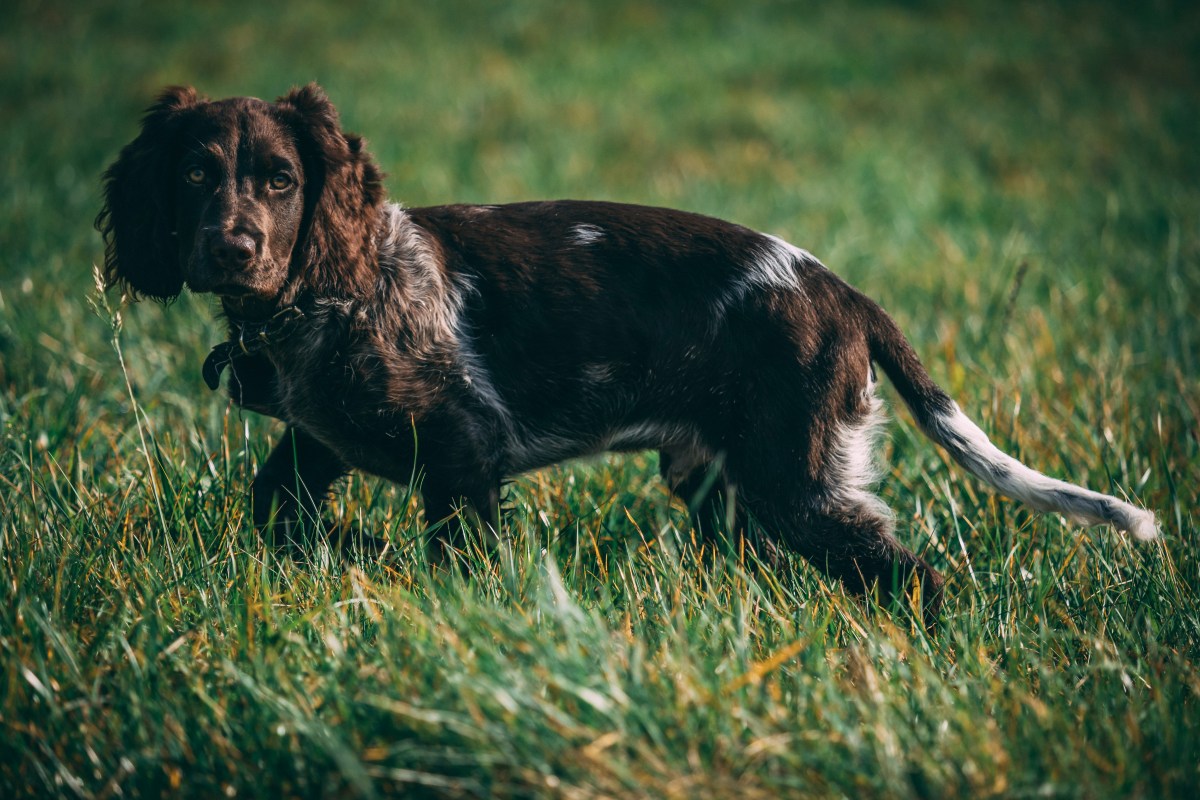 Deutscher Wachtelhund