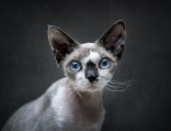 Devon Rex im Portrait