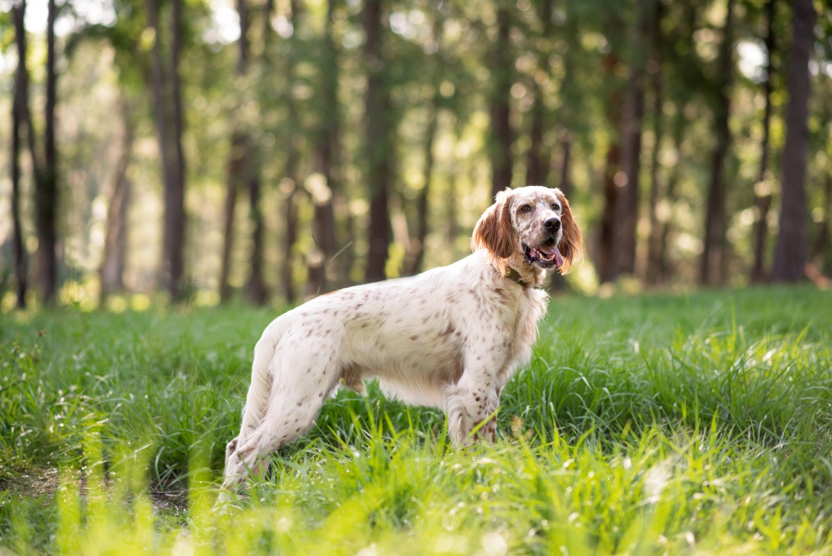 English Setter