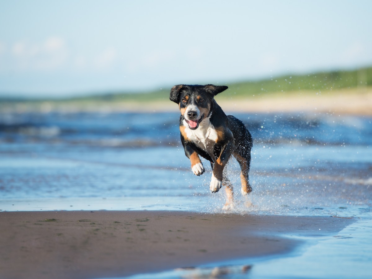 Entlebucher Sennenhund: Alles, was du über die Rasse wissen musst