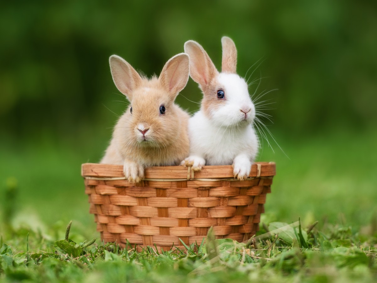 Zwei Hasen sitzen in einem Korb im Garten