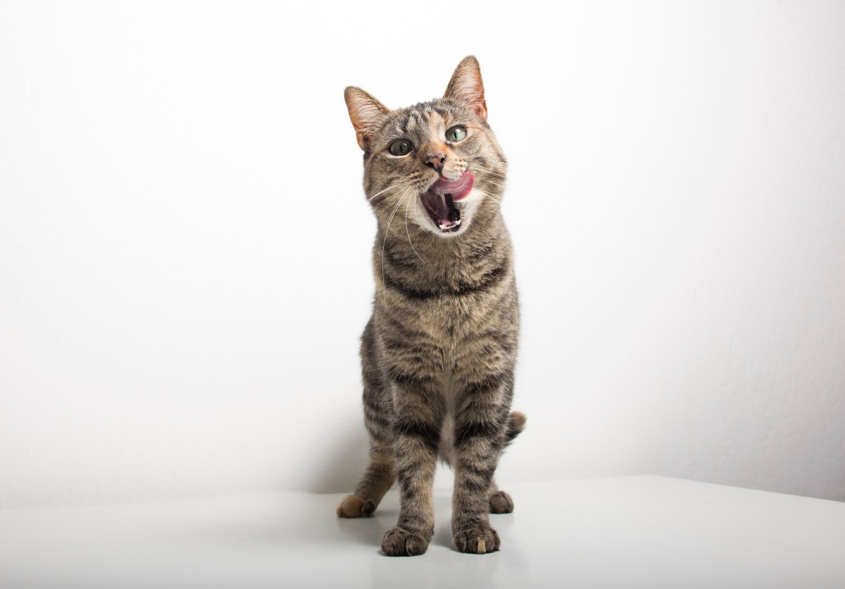 Haustiere fressen Besitzer Katze sitzt auf einem Tisch