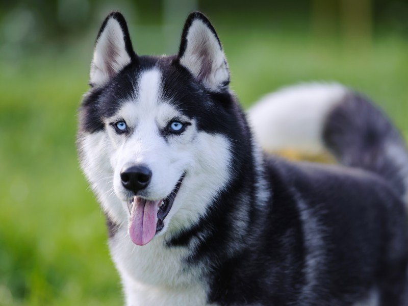 Husky