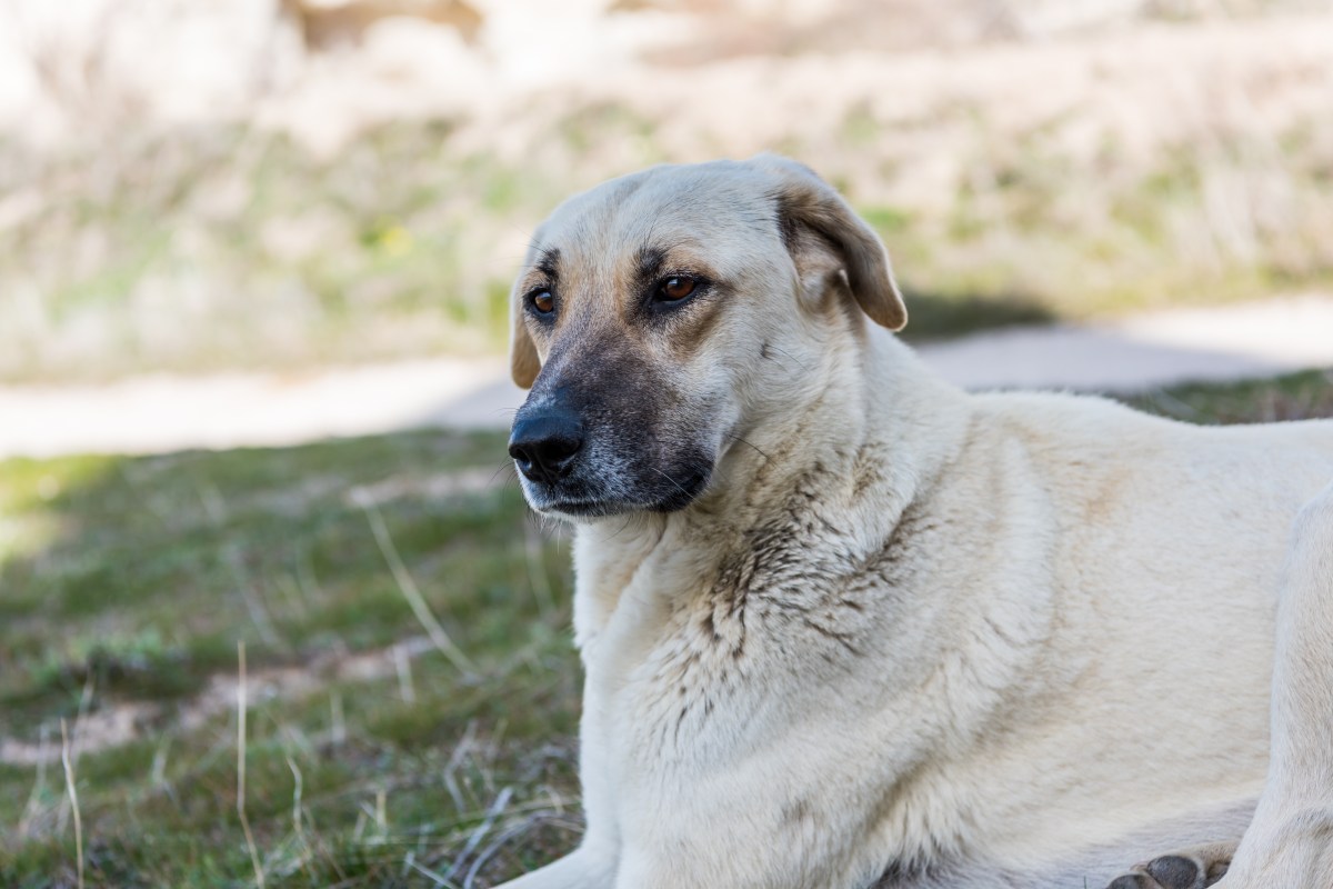 Kangal