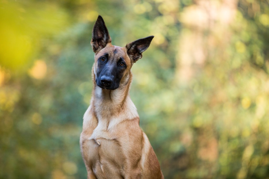 Malinois