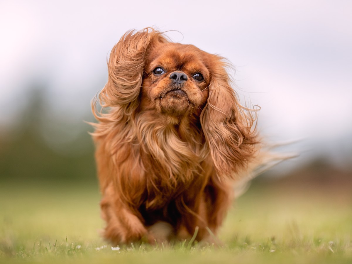 Pekingese: Der ultimative Ratgeber für die majestätische Hunderasse