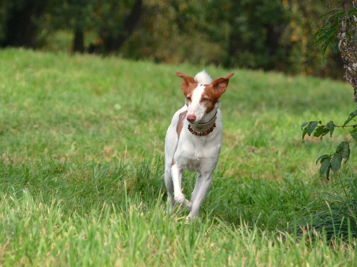Podenco Canario: Der ultimative Guide zur faszinierenden Hunderasse