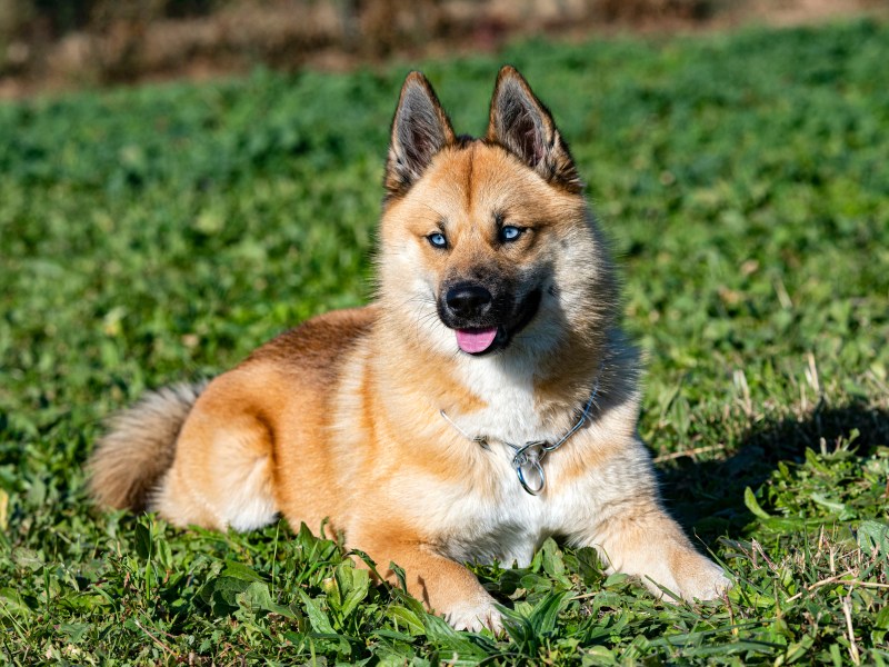 Pomsky